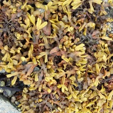 Uist seaweed