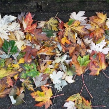 Autumn mosaic